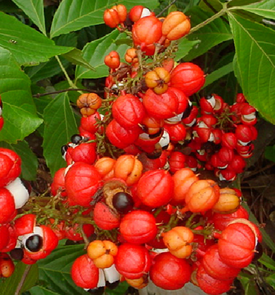 guarana i semi di guarana integratori di guarana