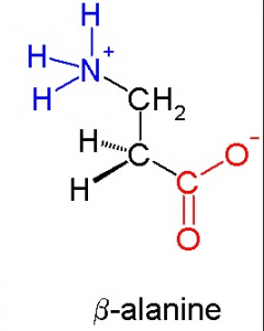 beta alanina integratore con beta alanina